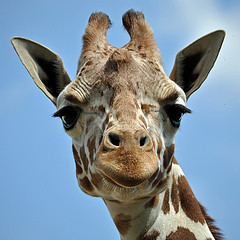 Giraffe Peter Miller