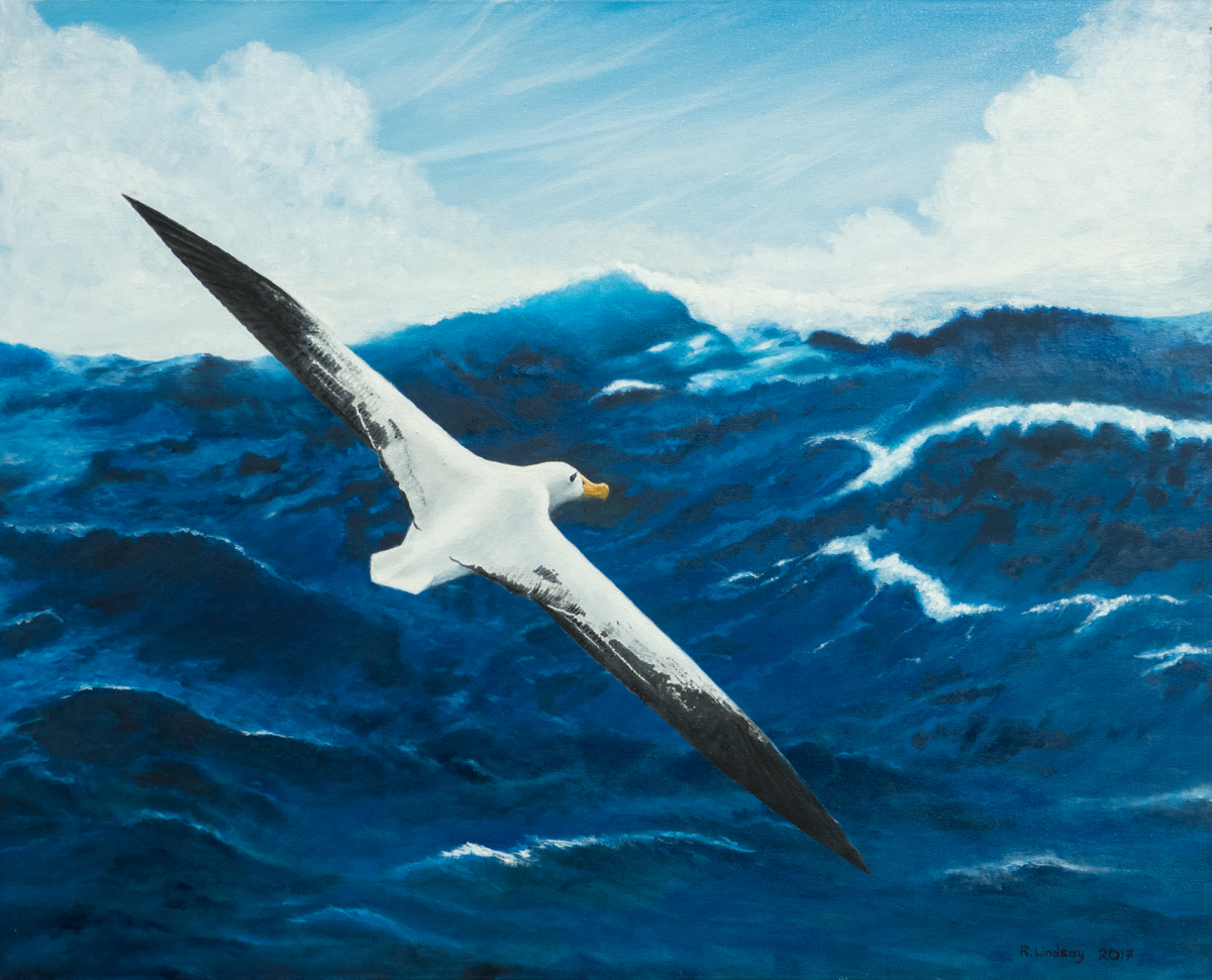 After the storm - Wandering albatross (Diomedea exulans)