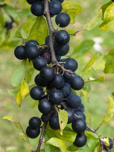 Sloes in shade, like black grapes of olives, Myland, Colchester. 