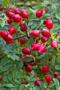Rose hips, like drops of blood against the green foliage, Myland, Colechester. 
