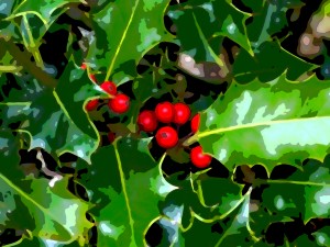 Holly berries - Christmas is coming! Myland, Colchester. 