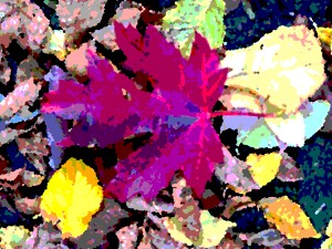 Maple leaf and autumn colours, Myland, Colchester. 