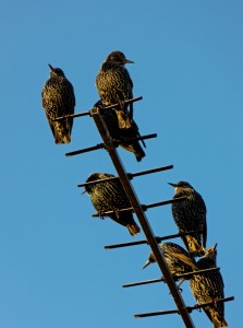 Starlings catching up on the day's gossip, Thurso, Caithness. 